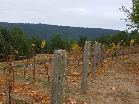 piirsi perheen viinitarhoja syksyllä puiden peittämät kukkulat taustalla