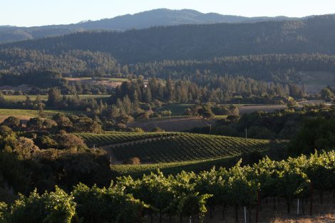 mendocino degustação de vinhos roederer estate winery vista