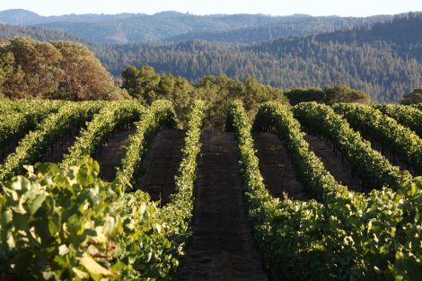 roederer vinícola vinhedos no condado de mendocino